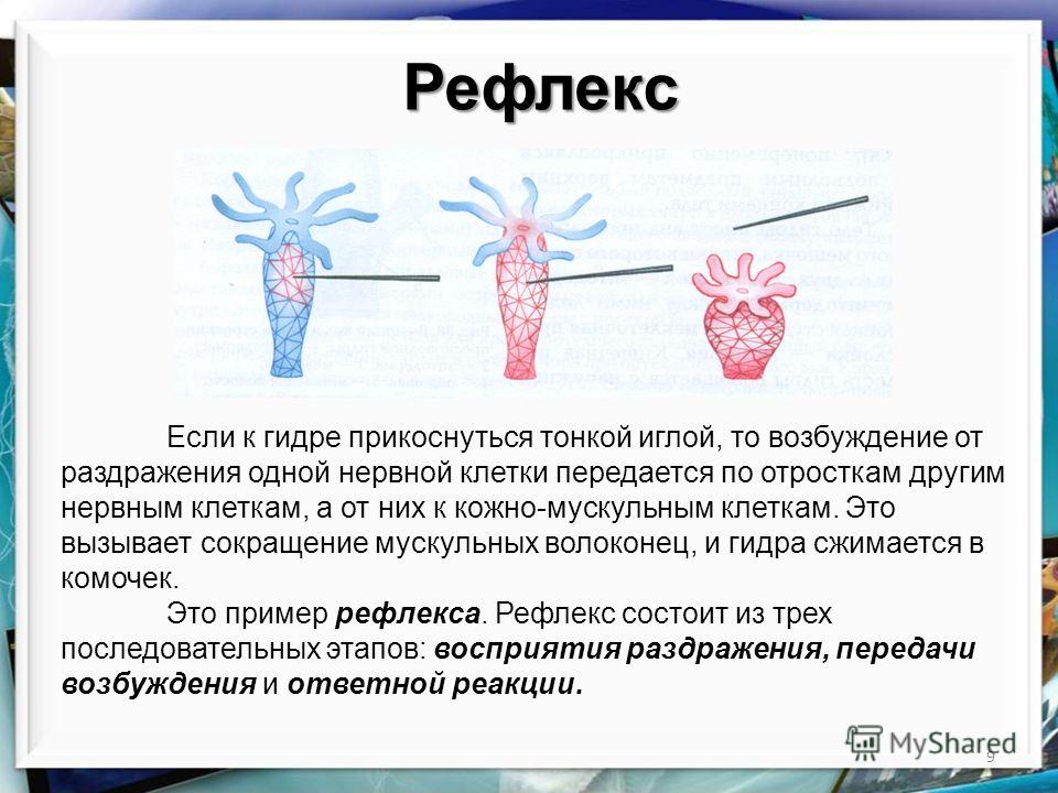 Что такое кракен плейс